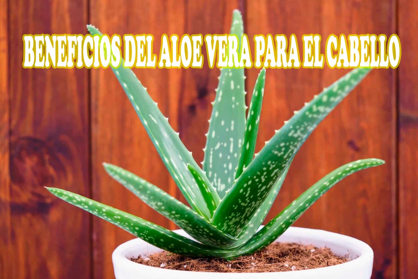 Beneficios del Aloe vera para el cabello
