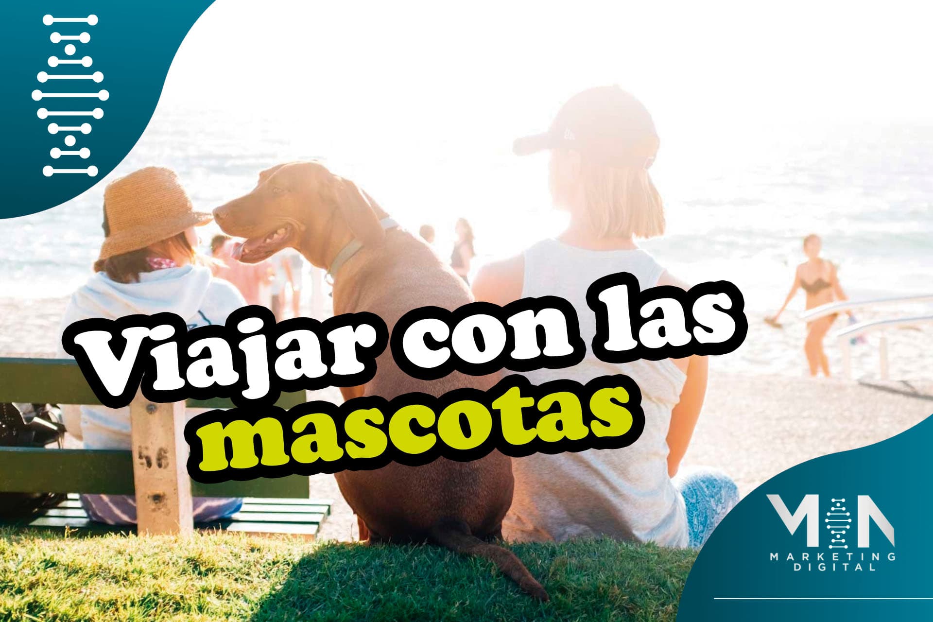 Cómo mantener seguro a su perro, gato u otro animal cuando viaja por cargo en avión